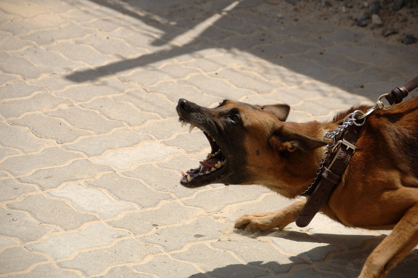 Los vecinos de Villa Elvira denuncian que no es la primera vez que una persona es atacada por los perros