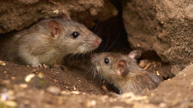 una muerte por hantavirus enciende alarmas en la plata: que hacer para evitar contagiarse