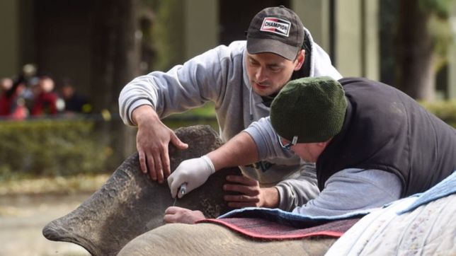 nuevo parte medico sobre pelusa: la elefanta paso la noche sin inconvenientes