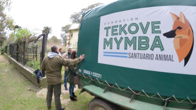 asi es la nueva vida de chicho, el yak que ya fue liberado en un santuario entrerriano