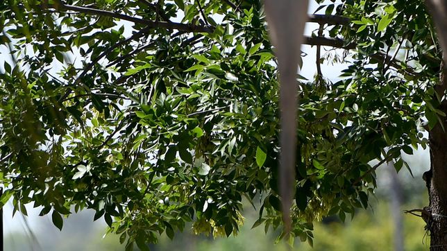 la semana sigue con un martes pesado y a la espera de una seguidilla de dias con mucho calor