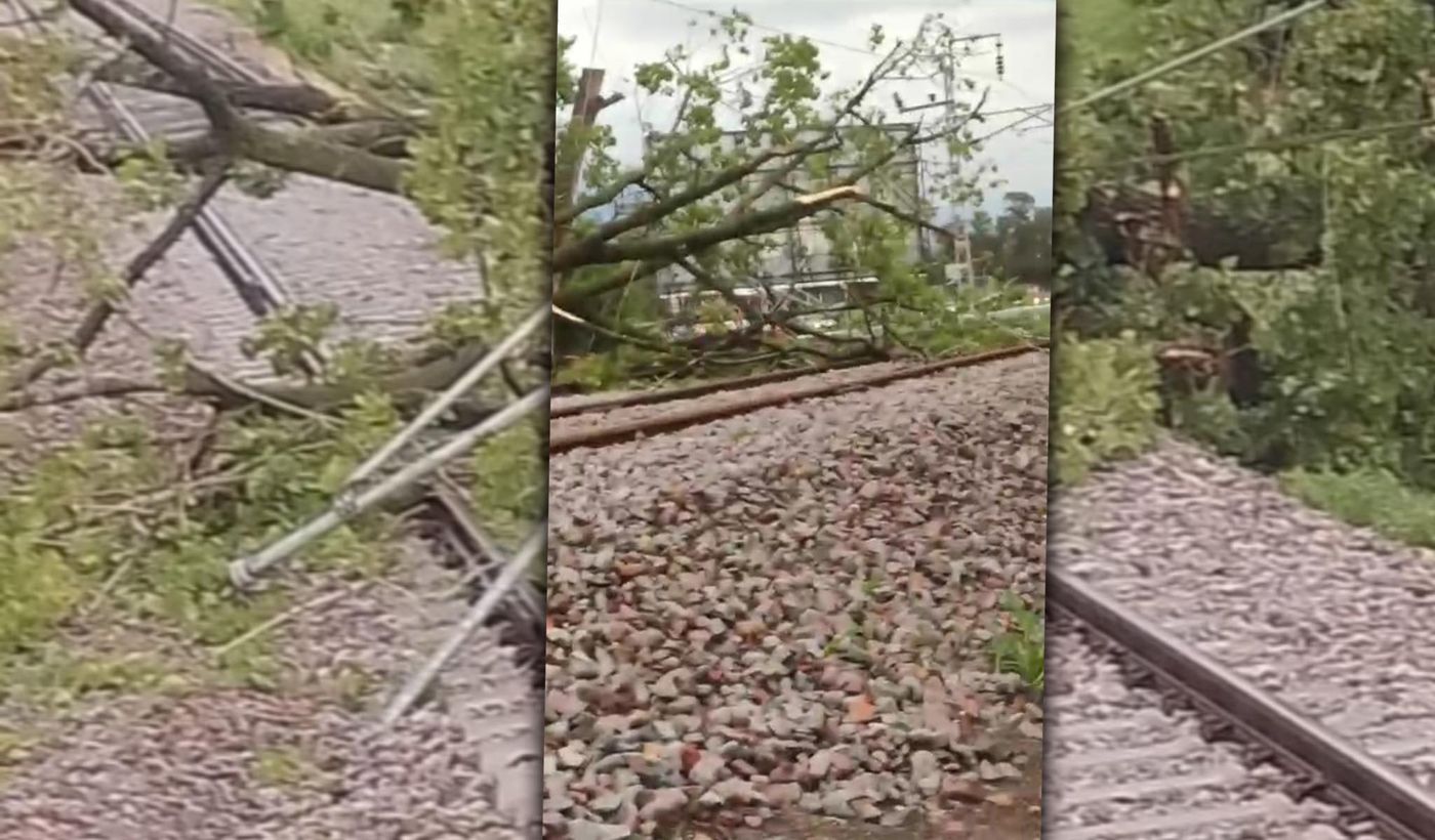 El érbol caído que interrumpió el servicio del Tren Roca.jpg