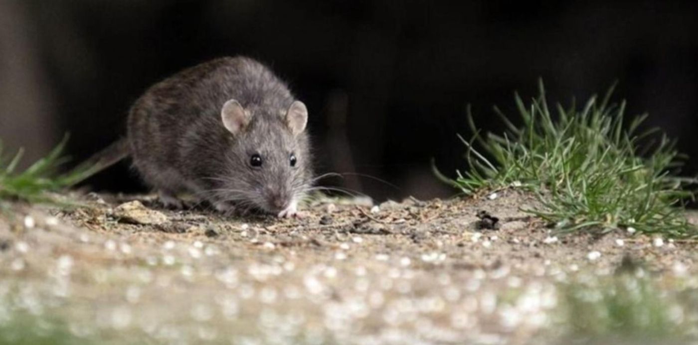 1547153017789.jpg?scaleY=1&ow=1500&y=0&height=738&rotate=0&oh=843&x=15&width=1475&scaleX=1&&cw=1920&ch=950