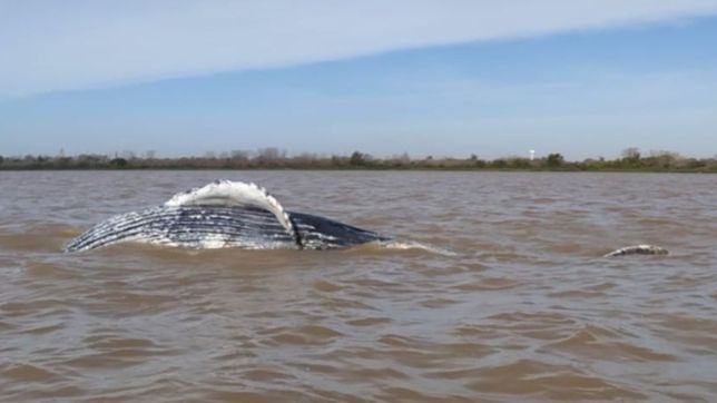 que especie es la ballena que aparecio muerta en ensenada y por que llego a la costa