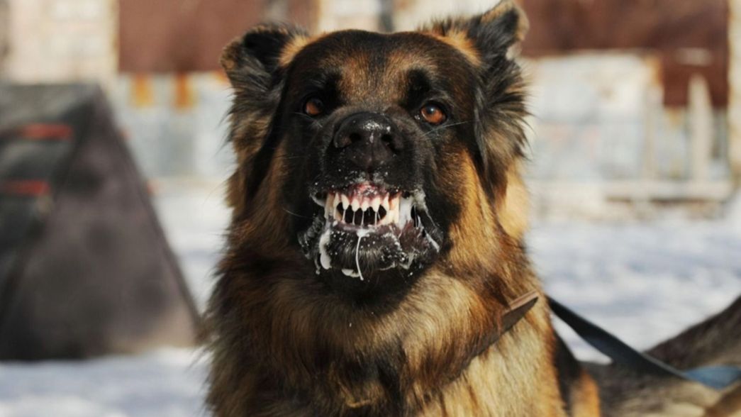 Murió un hombre tras el brutal ataque de un perro en la región