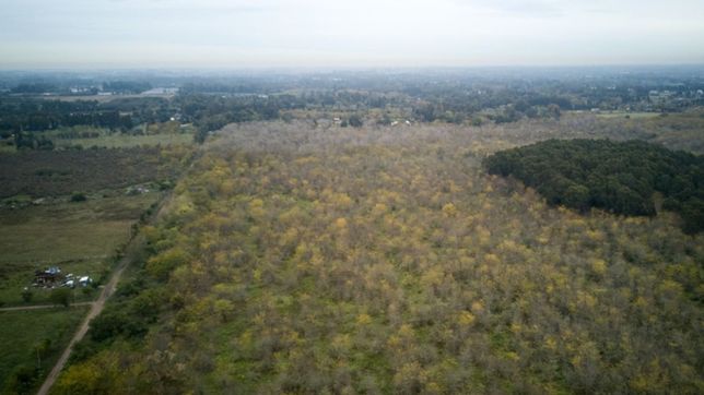 un fallo judicial freno el proyecto de tala forestal en el parque pereyra