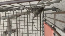 ratas, gusanos y productos vencidos: asi estaba el supermercado que fue clausurado ratas, gusanos y productos vencidos: asi estaba el supermercado que fue clausurado