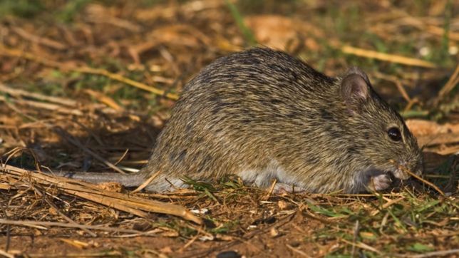 ya son cuatro los casos de hantavirus registrados en la provincia de buenos aires