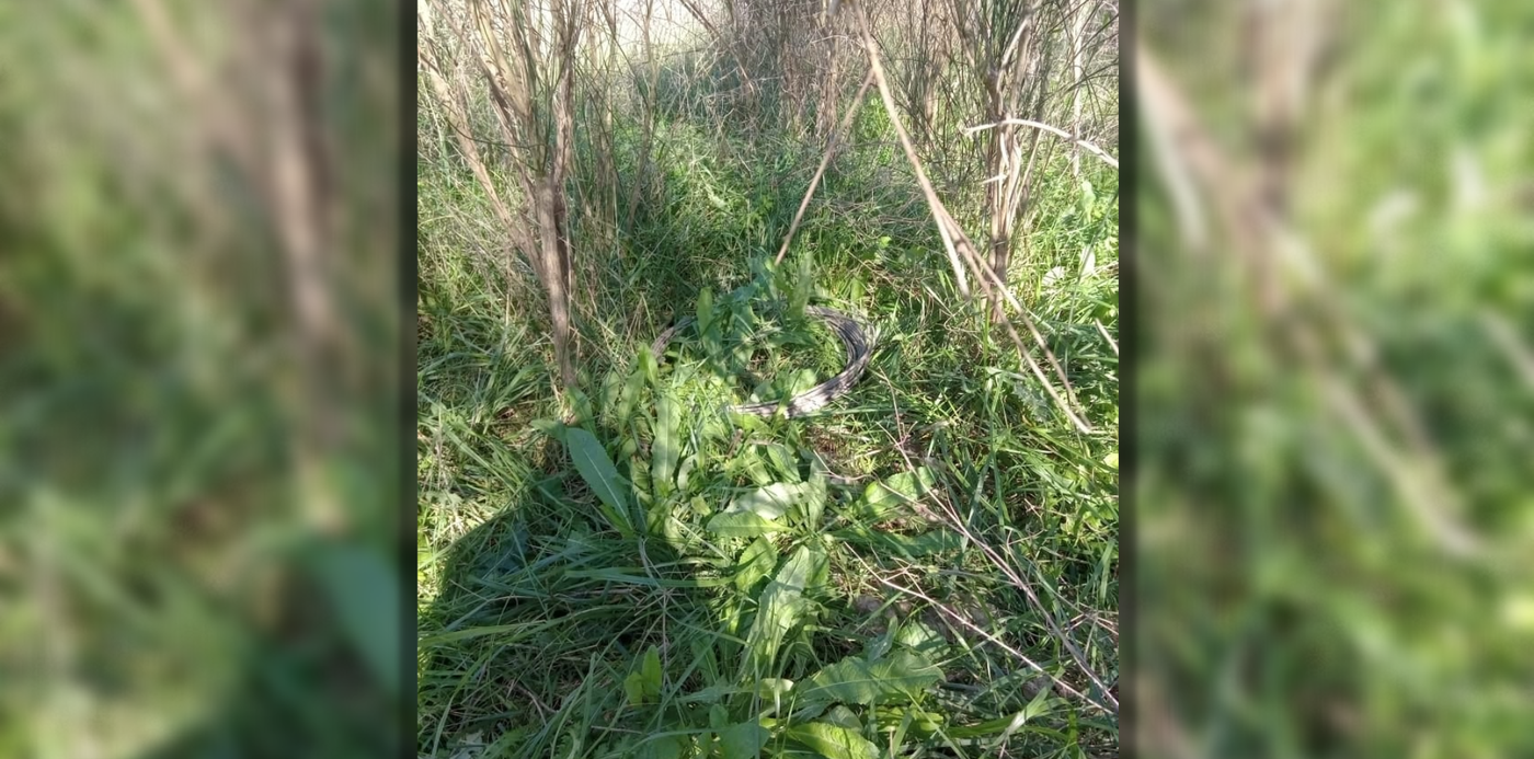 Diseño 1920 difuminado.png