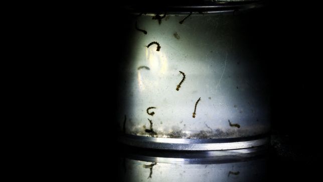 ya son casi 800 los casos confirmados de dengue en la plata