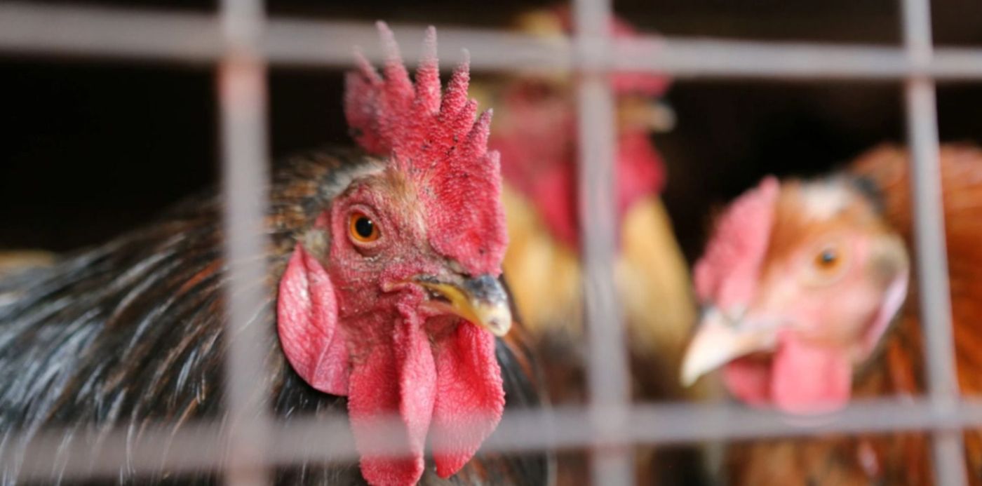 1676746715937.jpg?x=3&y=163&width=1494&height=747&rotate=0&scaleX=1&scaleY=1&ow=1500&oh=1000&&cw=1920&ch=950