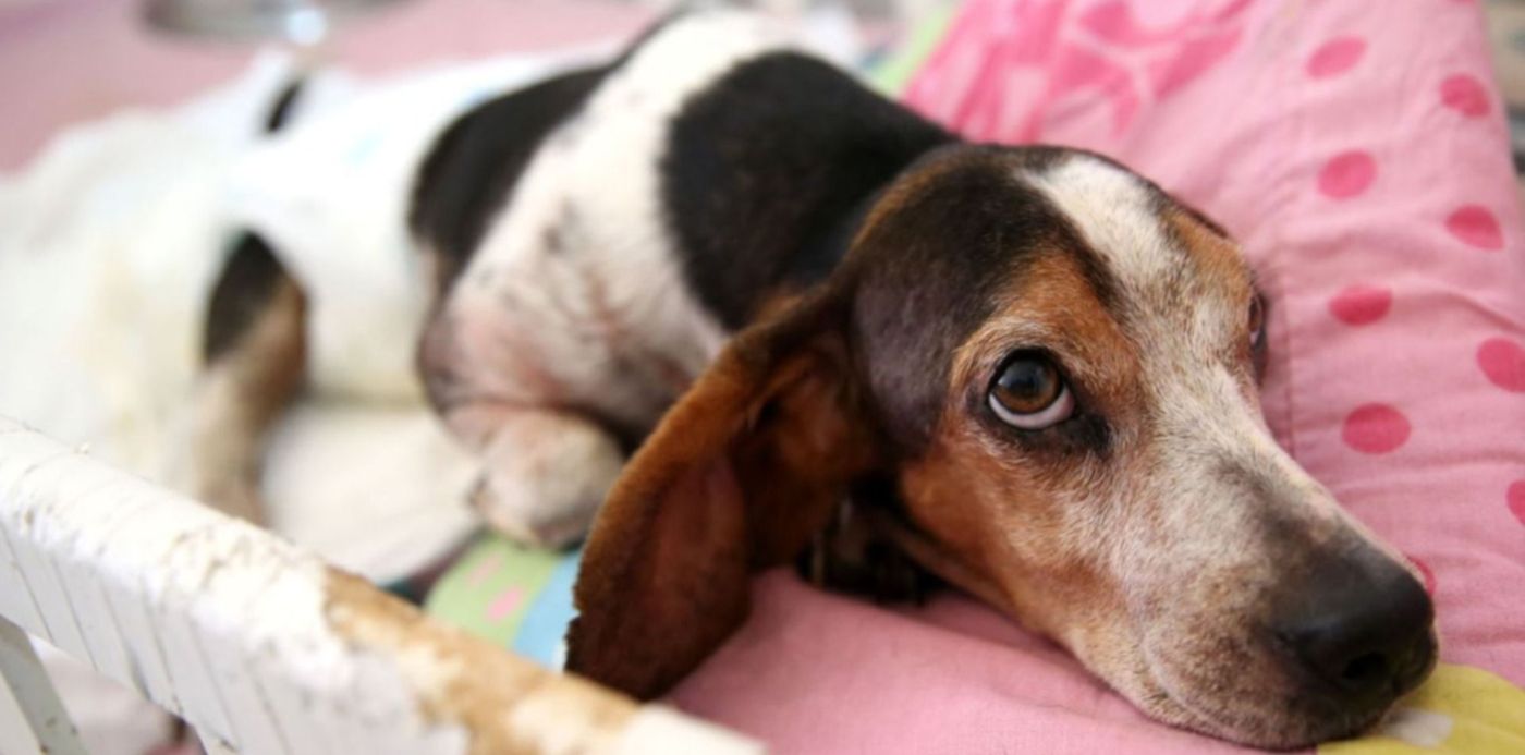 1576788648482.jpg?x=12&y=148&width=1490&height=745&scaleY=1&ow=1500&rotate=0&scaleX=1&oh=1010&&cw=1920&ch=950