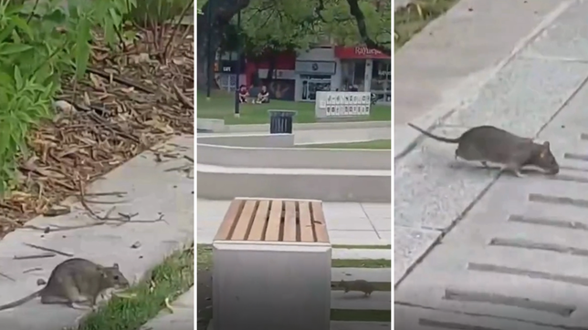 grabaron a una rata corriendo en plaza italia y crece el temor por el hantavirus en la plata