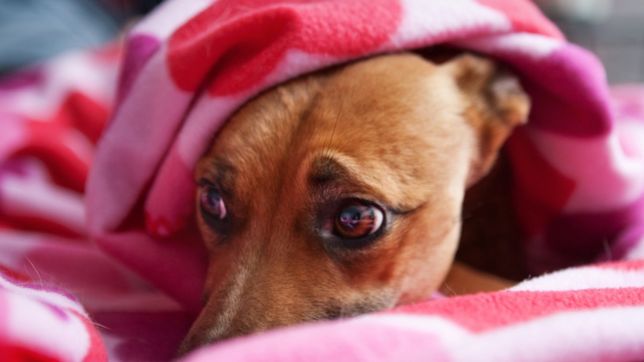 ¿que hacer para cuidar a tus mascotas de la pirotecnia en navidad y ano nuevo?