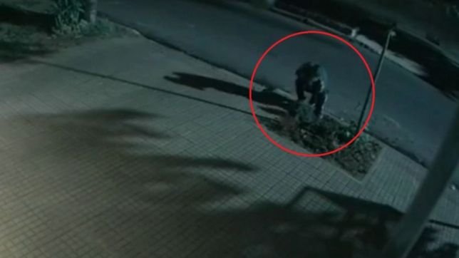 video: caminaba por la calle, vio una planta que le gustaba, la arranco y se la robo