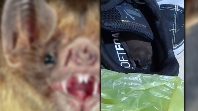el relato de un vecino platense mordido por un murcielago que estaba en su zapatilla