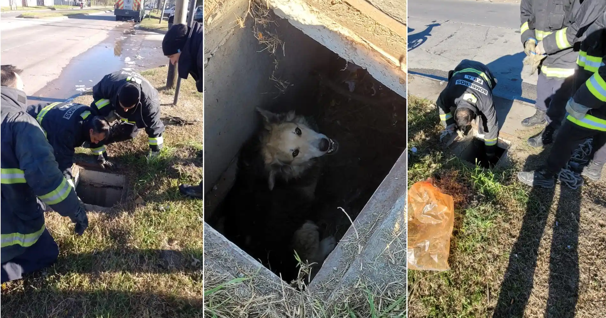 Bomberos de La Plata rescataron a un perro que cayó en una alcantarilla ...