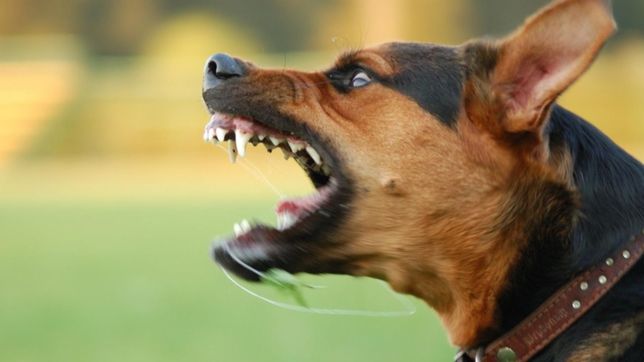 una mujer fue atacada por un perro en ringuelet y termino con graves heridas en las piernas