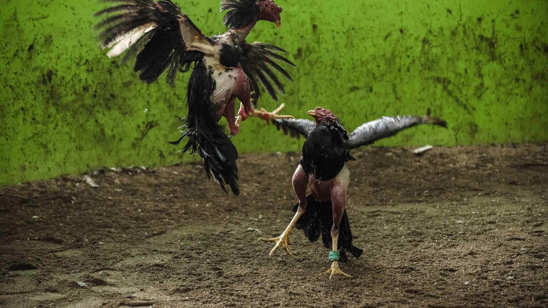 Así promocionaban la riña de gallos en Brandsen que terminó con 11 detenidos