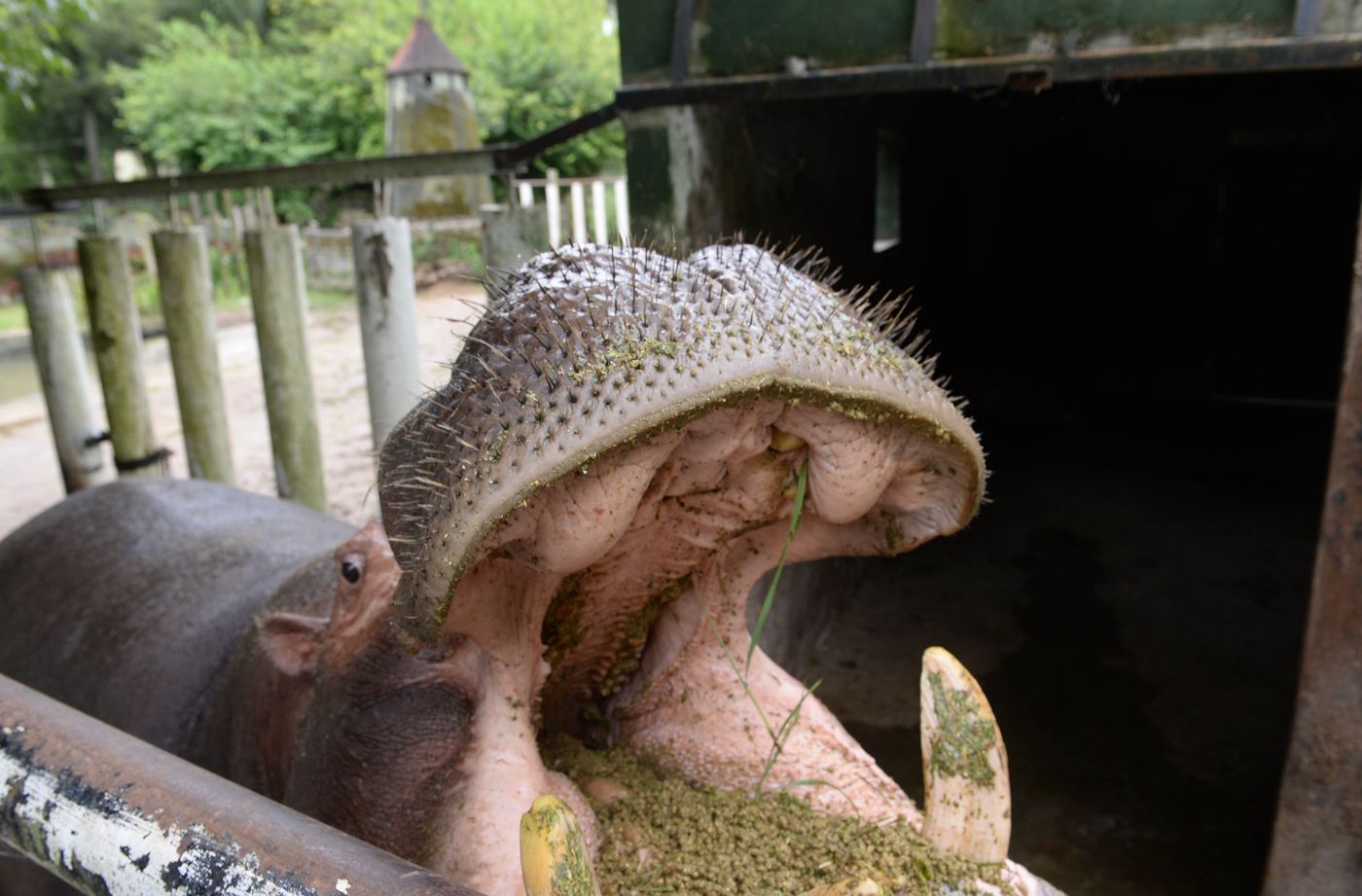 Hipólito el hipoótamo del ex zoo Bioparque (5)
