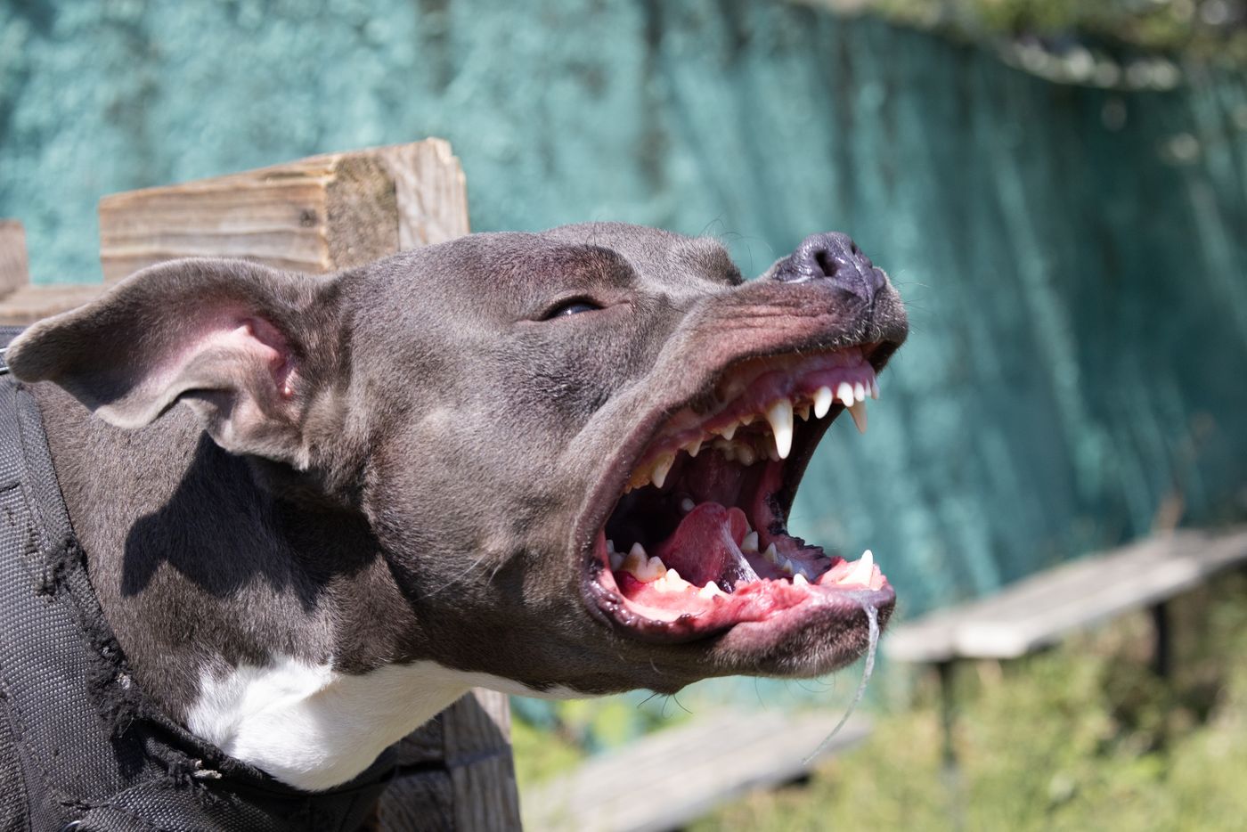 Perros pitbull