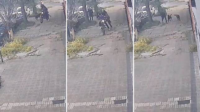 dos perros evitaron que motochorros le robaran el auto a su dueno en la plata