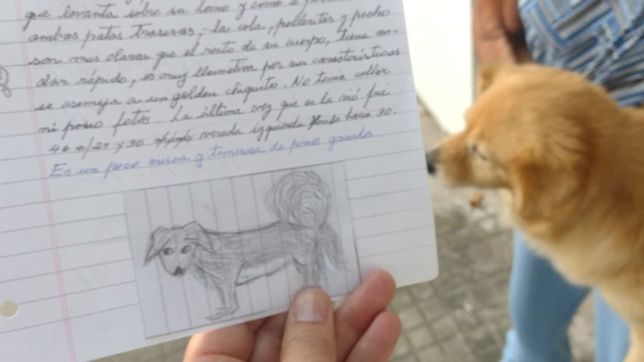 encontraron a la perrita perdida de la abuela platense y era igual a su tierno dibujo