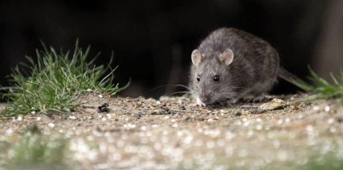 1547791818718.jpg?width=1484&height=742&rotate=0&scaleX=1&scaleY=1&ow=1500&oh=843&x=7&y=0&&cw=1920&ch=950