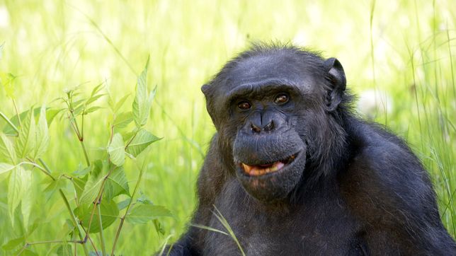 murio tomy, el historico chimpance del ex zoologico de la plata