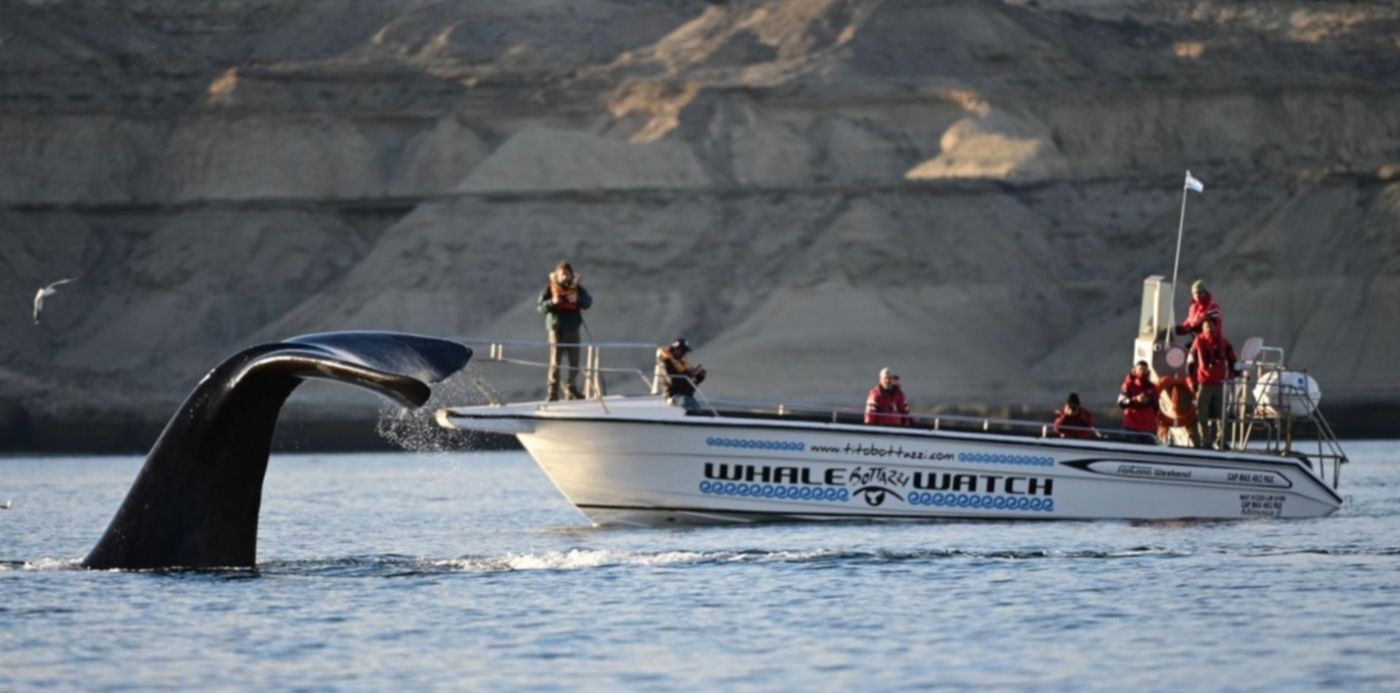 Ballenas franca austral . puerto madryn - temporada. turismo nacional