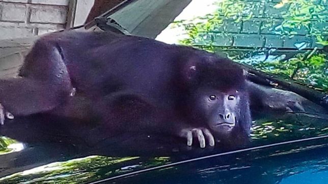video: asi encontraron al mono paseando por las calles de tolosa y ringuelet