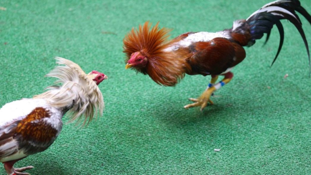 Tras un allanamiento, la Policía encontró 85 gallos de riña en La Plata