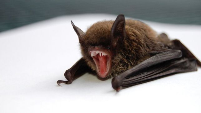 alerta y preocupacion por la aparicion de un murcielago con rabia en la plata