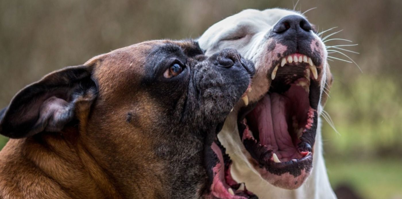 1675197892526.jpg?x=7&y=63&width=1486&height=743&rotate=0&scaleX=1&scaleY=1&ow=1500&oh=999&&cw=1920&ch=950