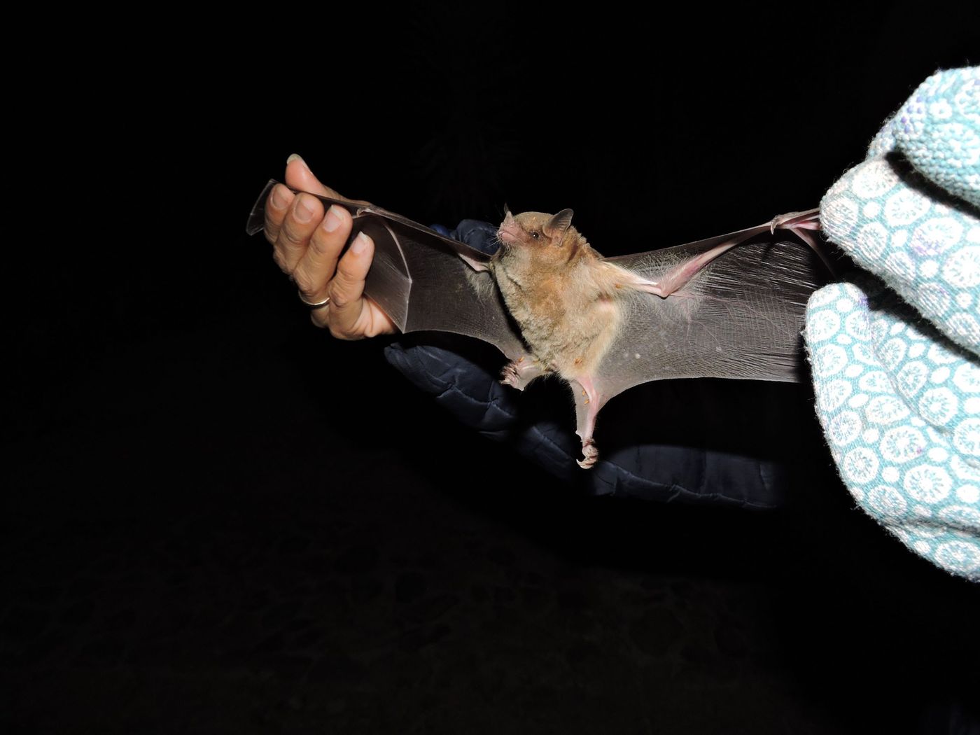 Murciélago (2).jpg