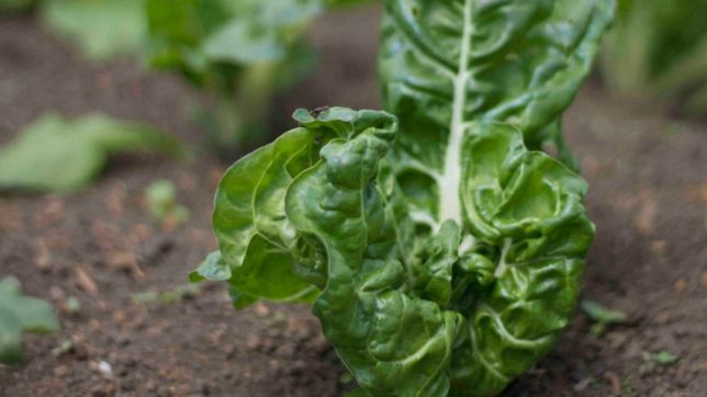 puntos verdes, el plan para que los platenses tengan huertas en plazas y parques