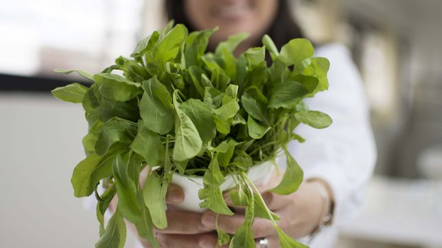 cientificos de la unlp revelan los secretos para mantener la rucula siempre fresca