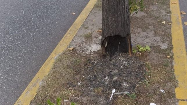 en la rambla de 44 aparecieron arboles quemados con brasas y apuntan a un bar