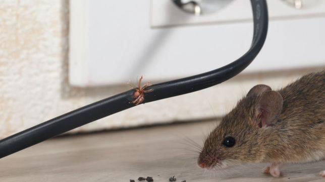 grave denuncia por invasion de ratas en un hospital de la region