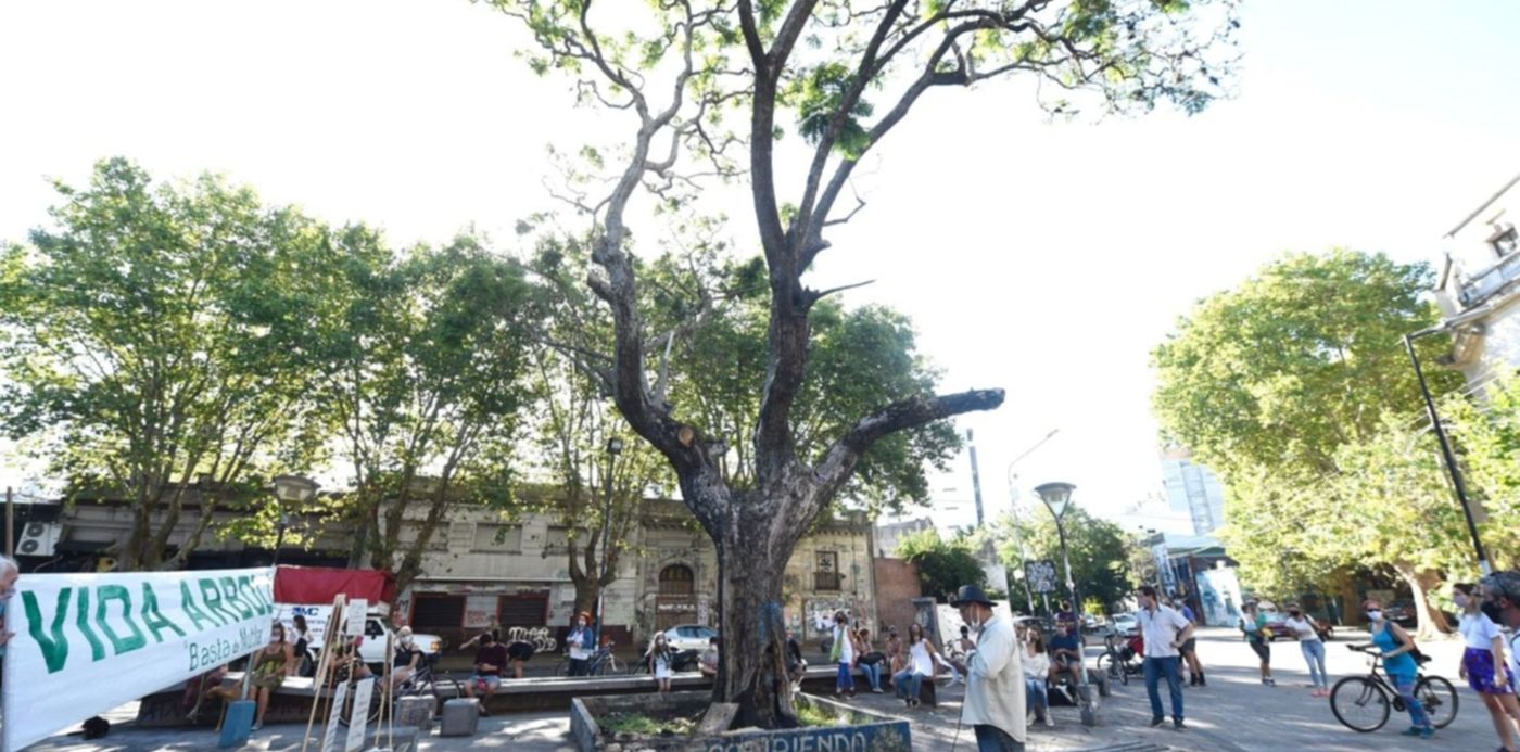 Abrazo al jacarandá de la plazoleta La Noche de Los Lápices