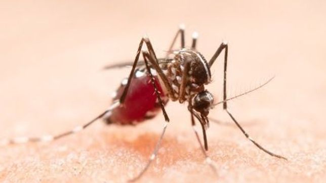 especialistas sanitarios detectaron casos de corona-dengue en argentina