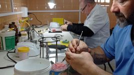 provincia triplico la fabricacion de protesis dentales en un ano: ¿donde se hacen en la plata? provincia triplico la fabricacion de protesis dentales en un ano: ¿donde se hacen en la plata?