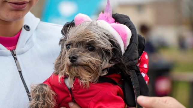 barrios, dias y horarios: vuelve la vacunacion y atencion veterinaria gratuita en la plata