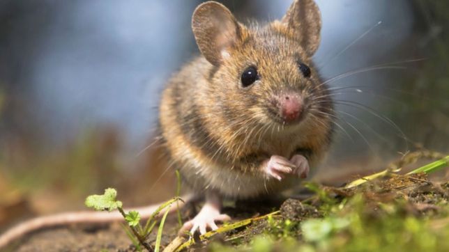 un joven de 28 anos murio por hantavirus en la plata