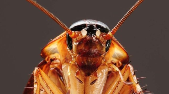 cientificos revelaron que pasaria en el mundo si no existieran las cucarachas