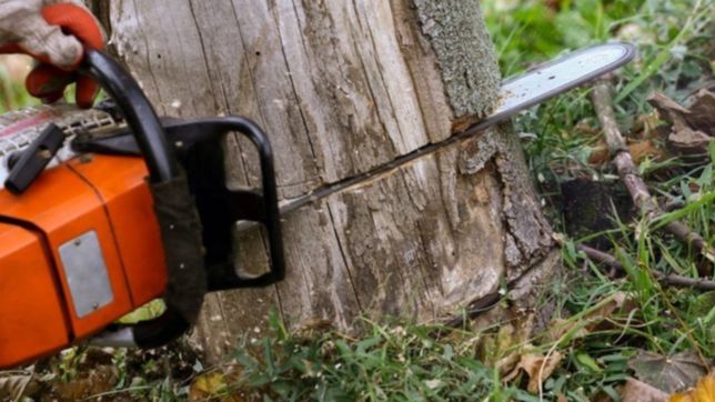 detuvieron a dos platenses cortando arboles con una motosierra en el parque pereyra