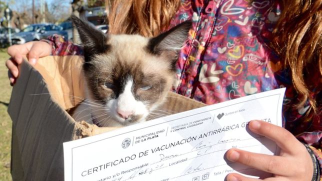 las veterinarias pondran vacunas antirrabicas gratuitas en la plata