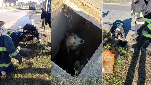 bomberos de la plata rescataron a un perro que cayo en una alcantarilla y quedo atrapado