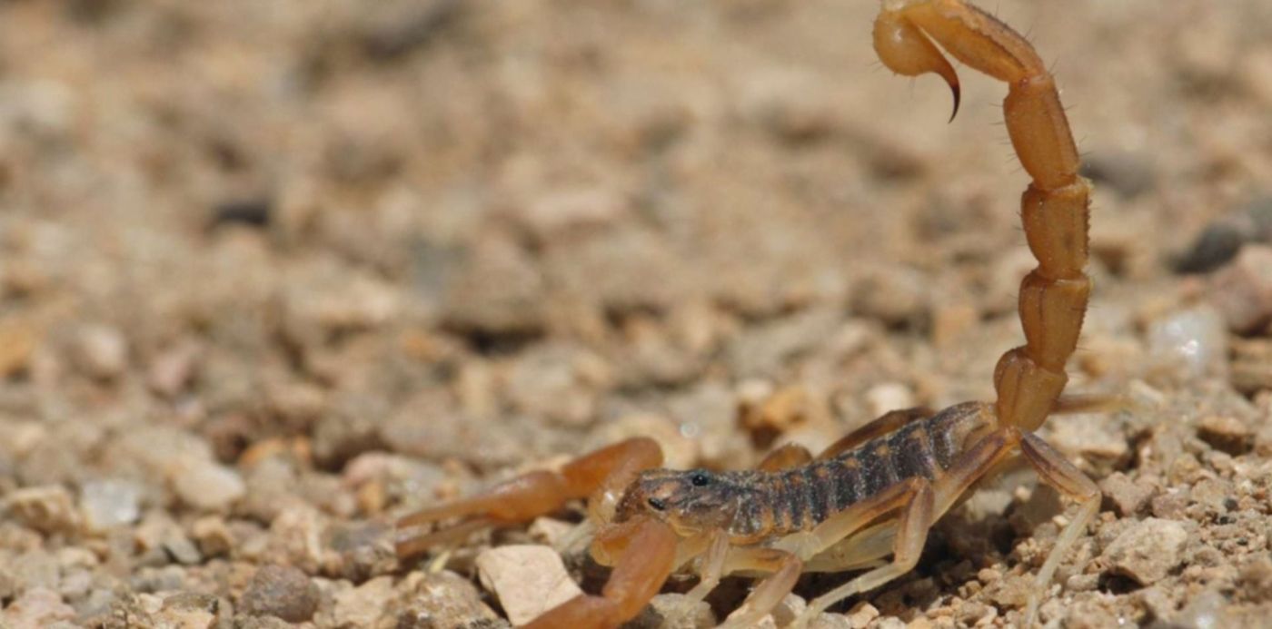 1556061212969.jpg?x=13&y=87&width=1477&height=738&rotate=0&scaleX=1&scaleY=1&ow=1500&oh=1000&&cw=1920&ch=950