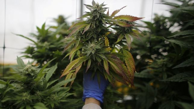 el gobierno aprobo un proyecto de la unlp para investigar el uso medicinal del cannabis
